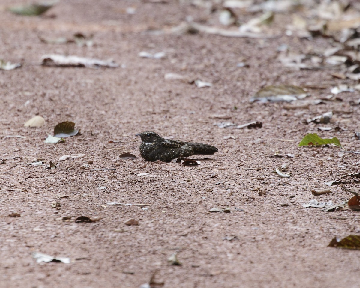 Blackish Nightjar - ML176565631