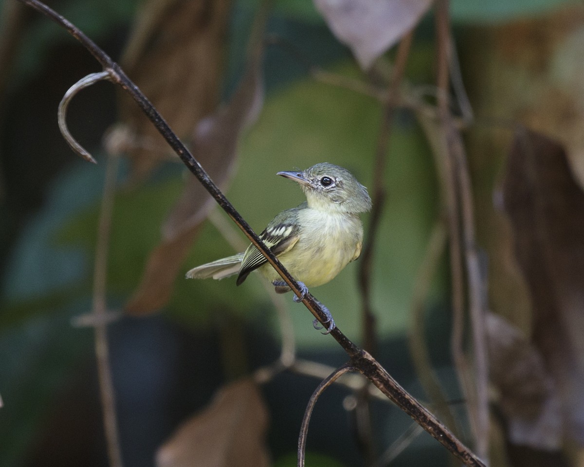 Olive-green Tyrannulet - ML176565661