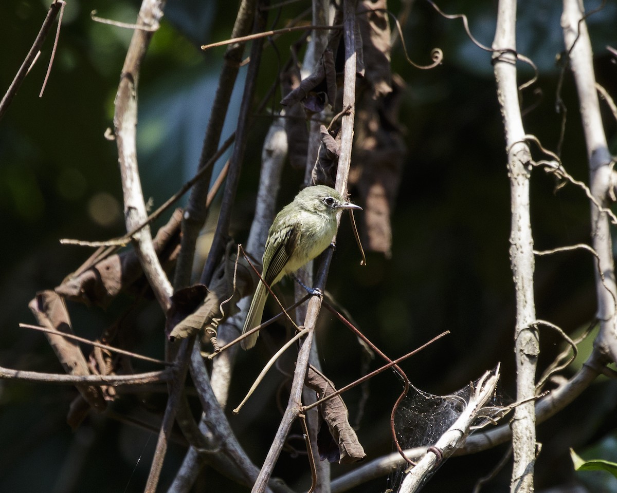 Olive-green Tyrannulet - ML176565671