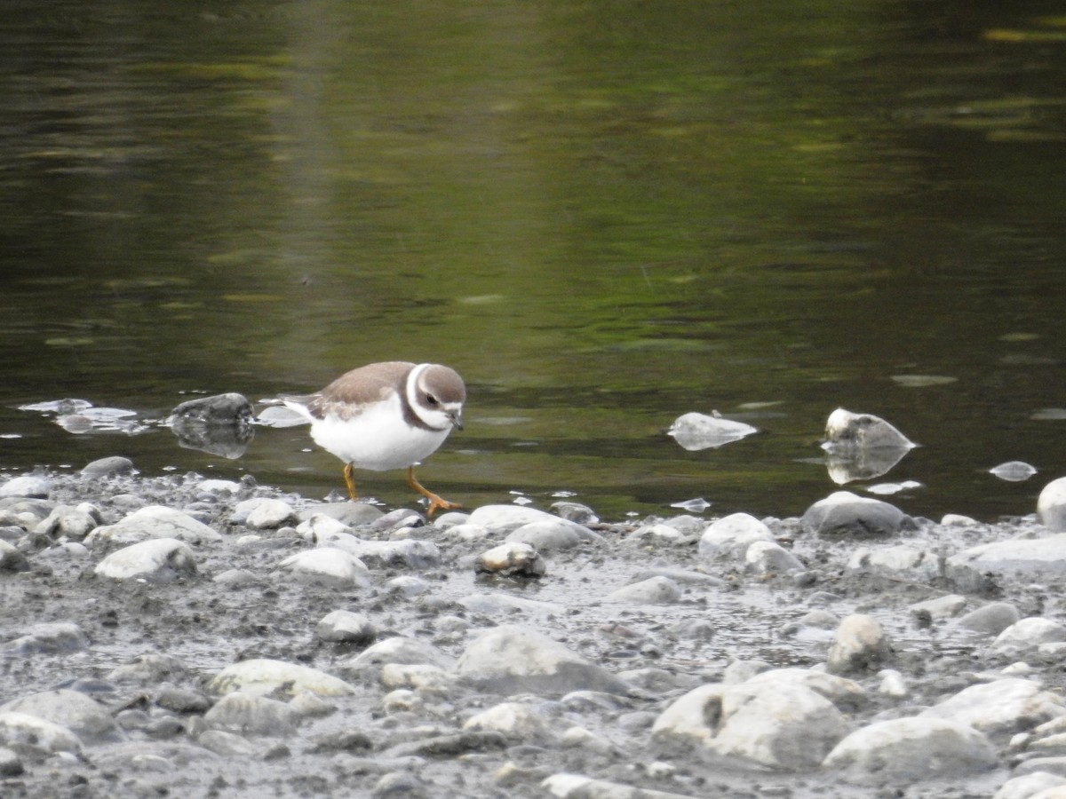 Semipalmated Plover - ML176566701
