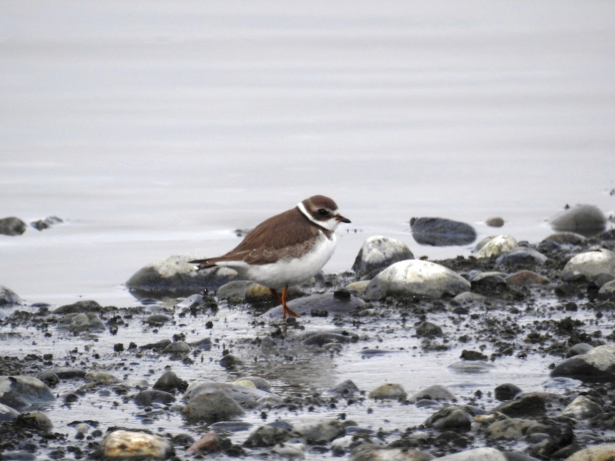 Semipalmated Plover - ML176566771
