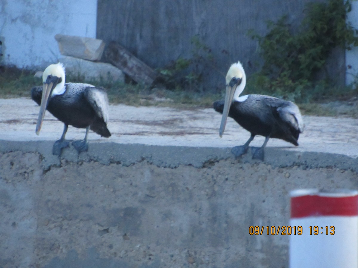 pelikán hnědý - ML176567281