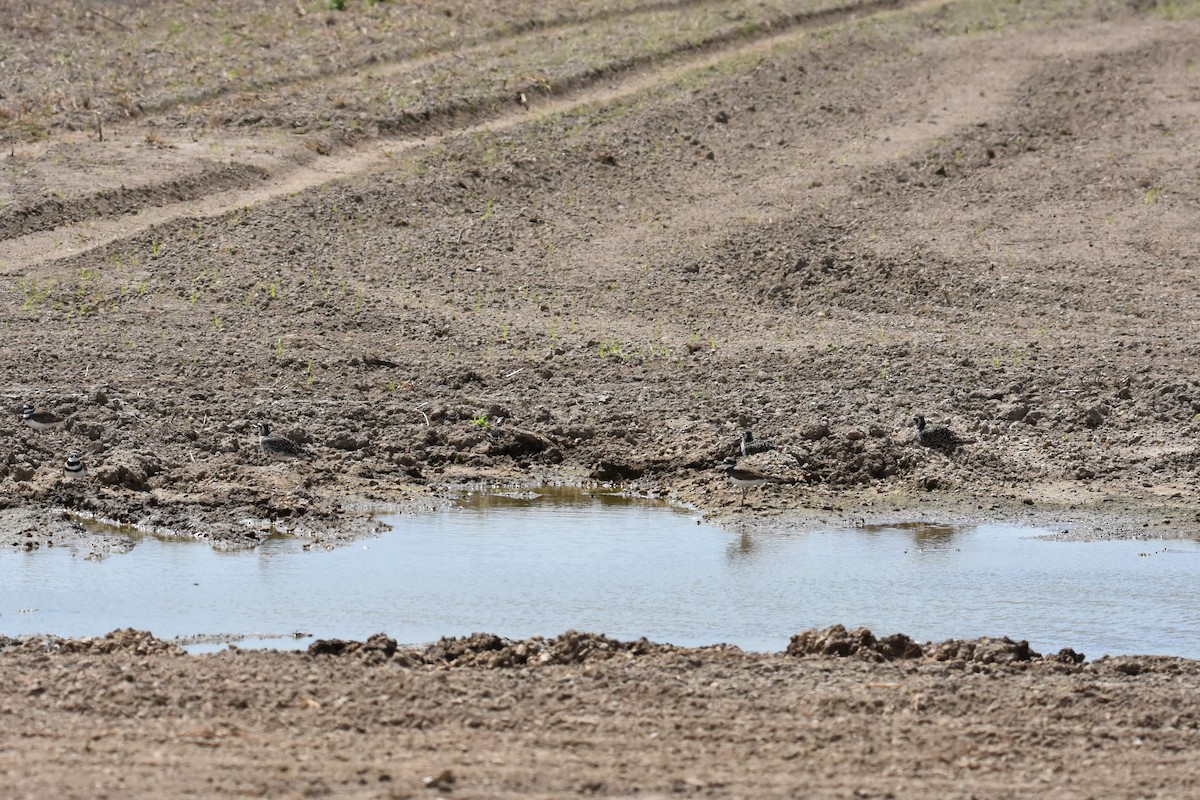 American Golden-Plover - ML176568271