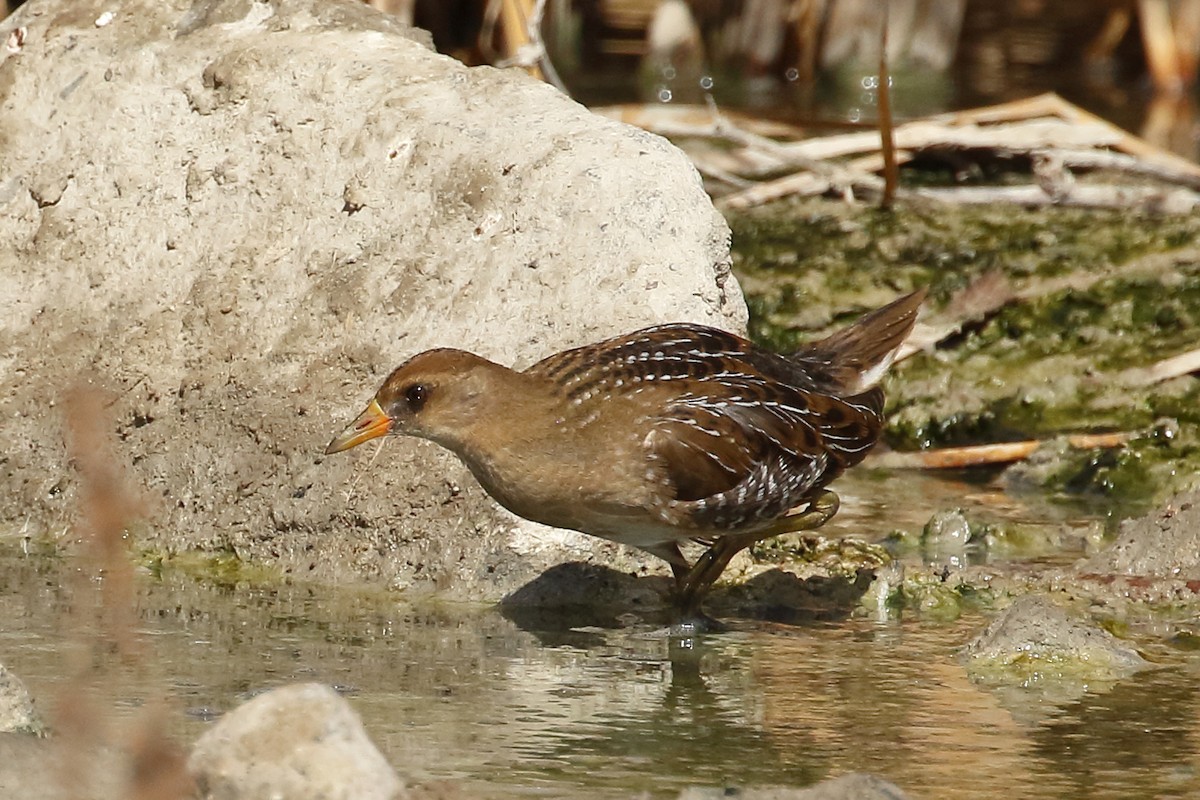 Polluela Sora - ML176568351