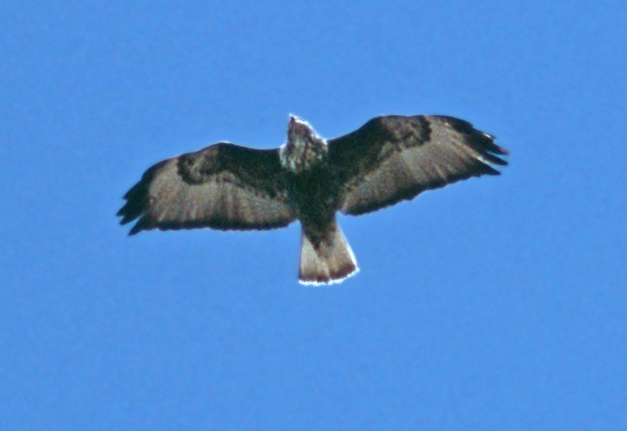 Red-tailed Hawk (Harlan's) - Jerry Liguori