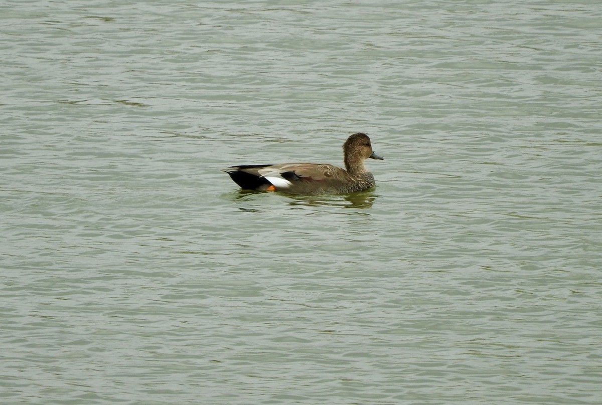 Gadwall - Kurt Wahl