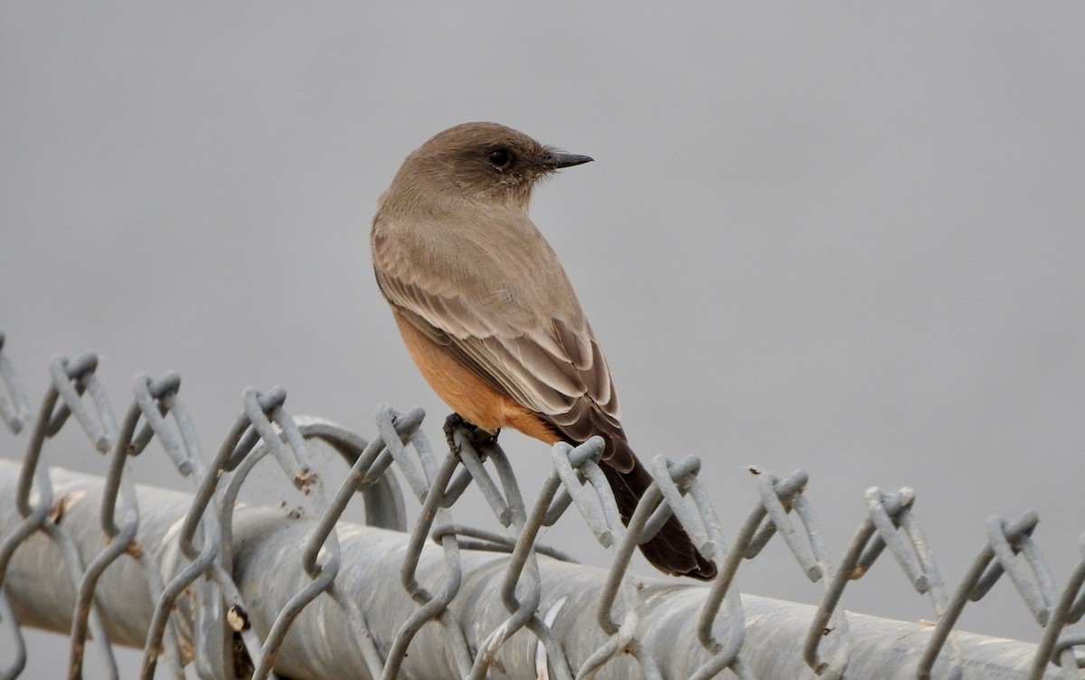 Say's Phoebe - ML176568941