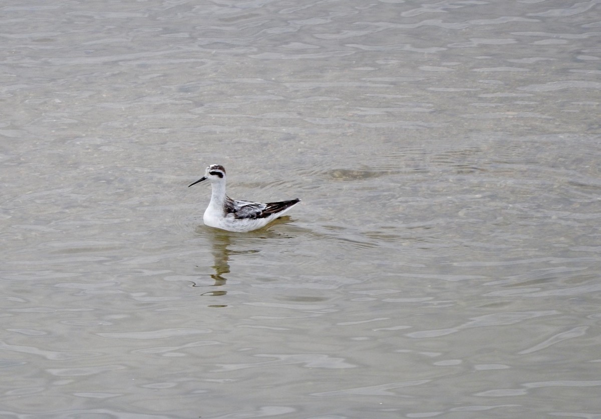 Phalarope à bec étroit - ML176569041