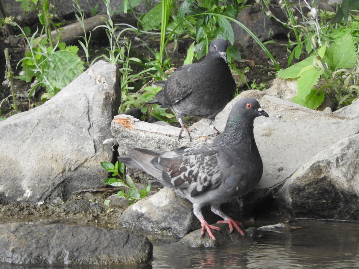 Pigeon biset (forme domestique) - ML176569451