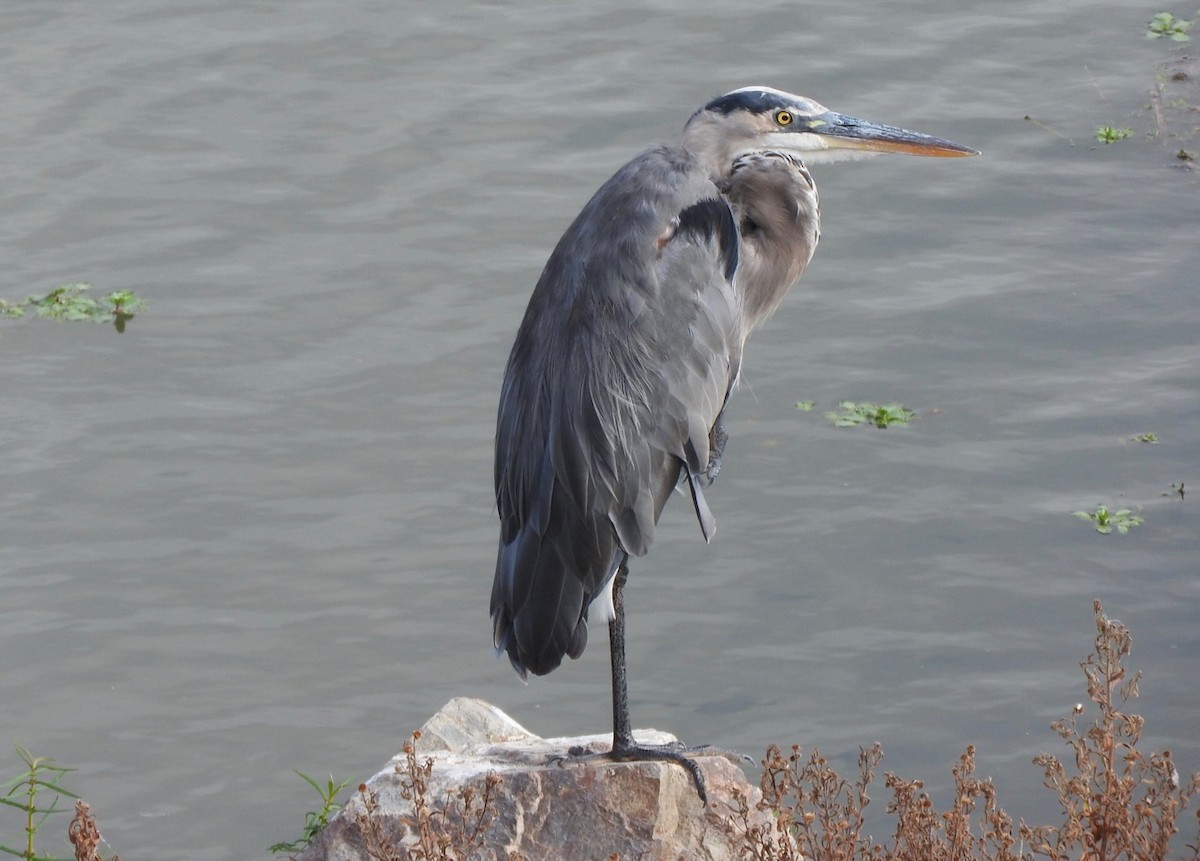 Great Blue Heron - ML176569561