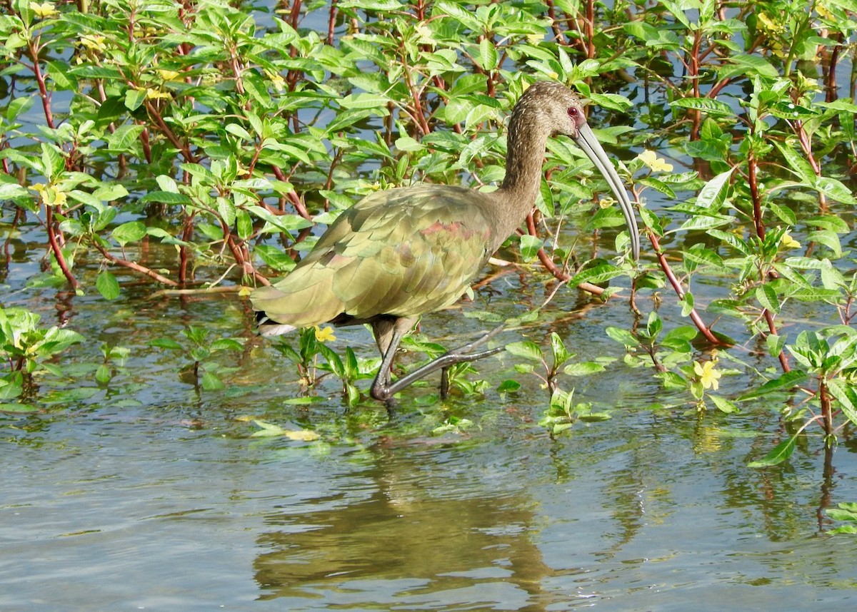 ibis americký - ML176569641