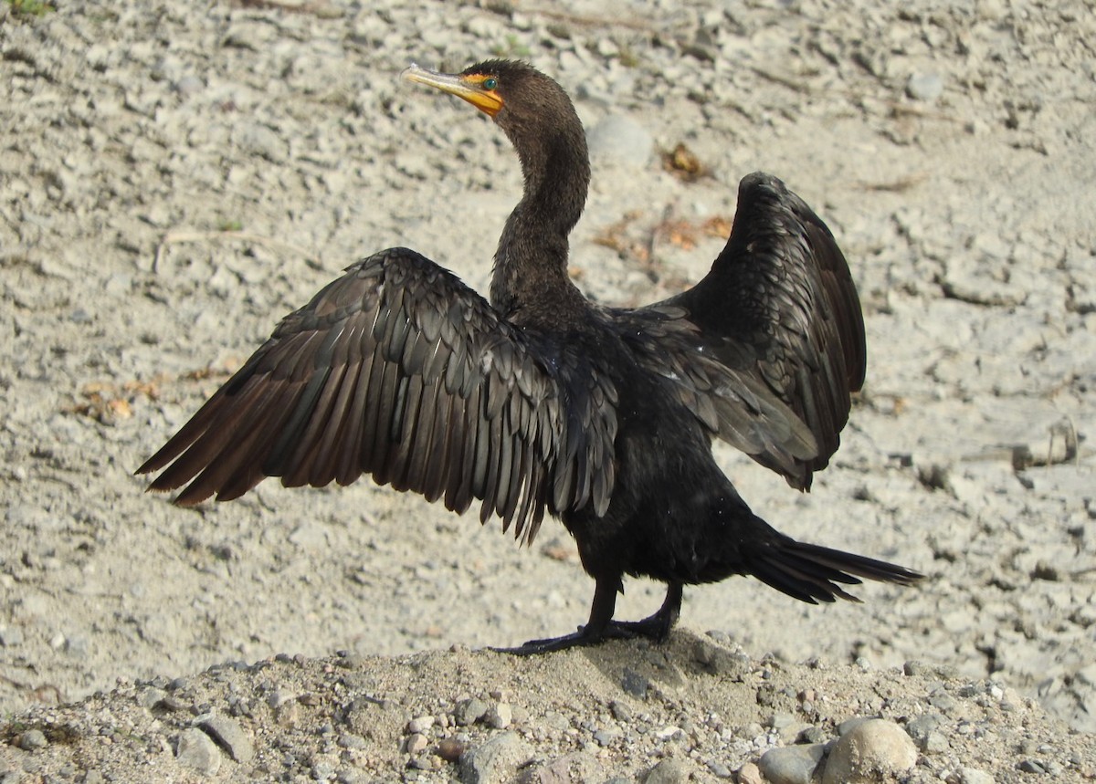 Double-crested Cormorant - Kurt Wahl