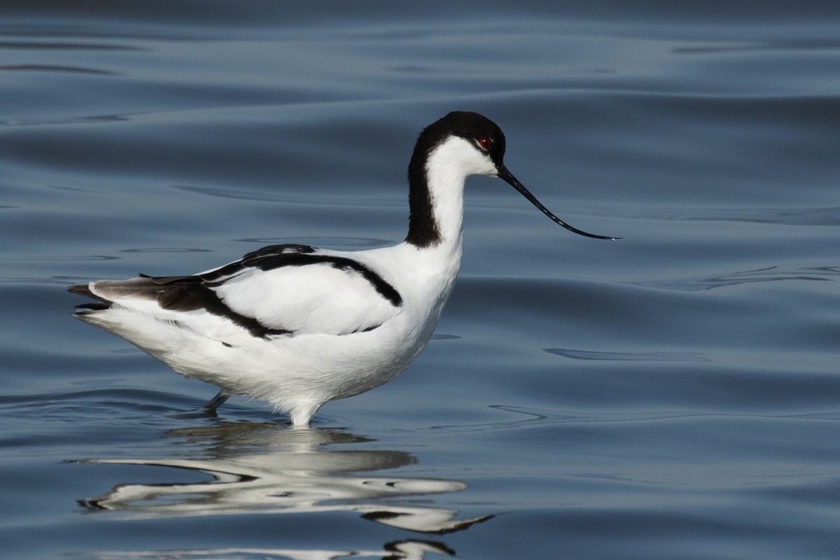 Pied Avocet - ML176570421