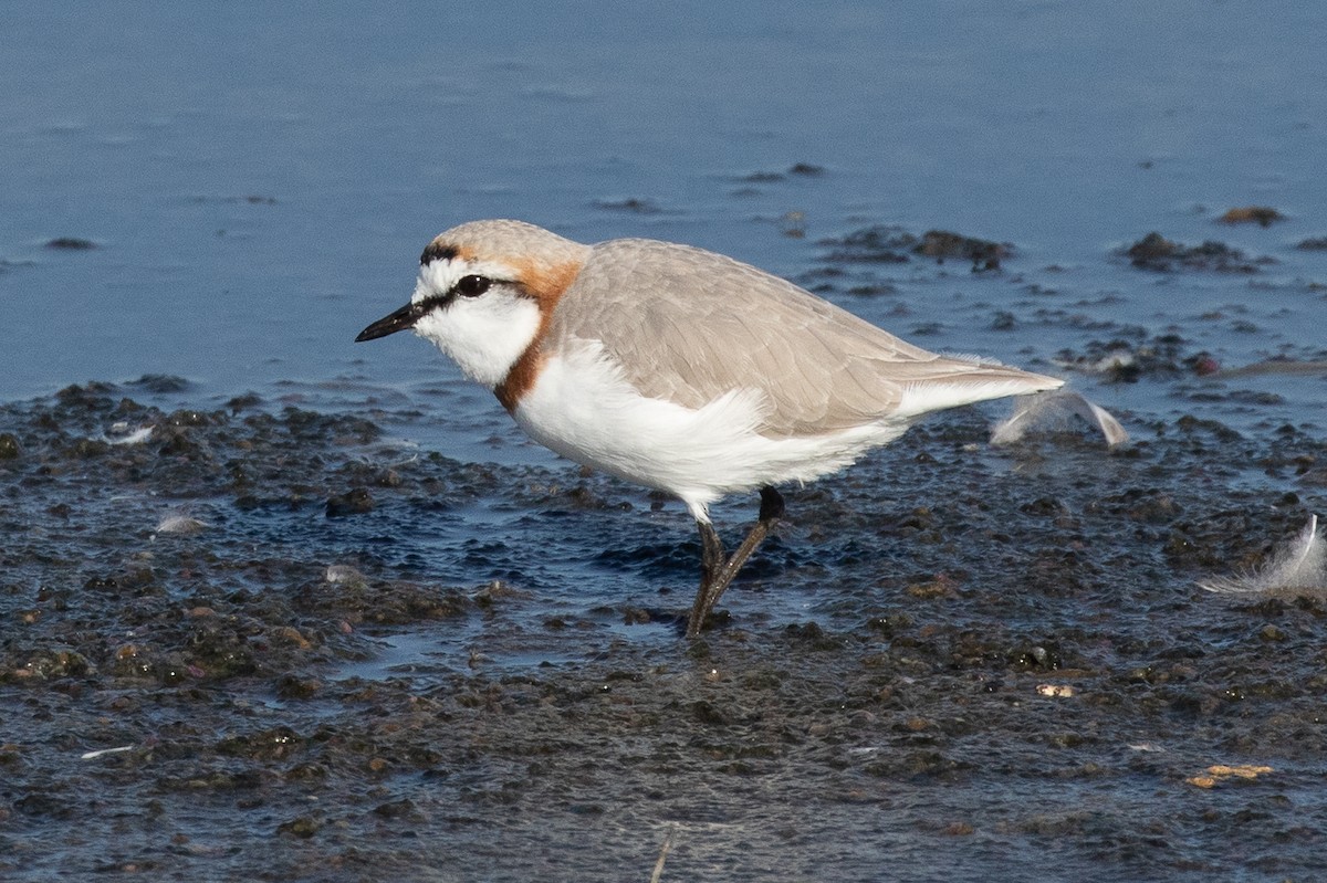 Chestnut-banded Plover - Robert Lewis