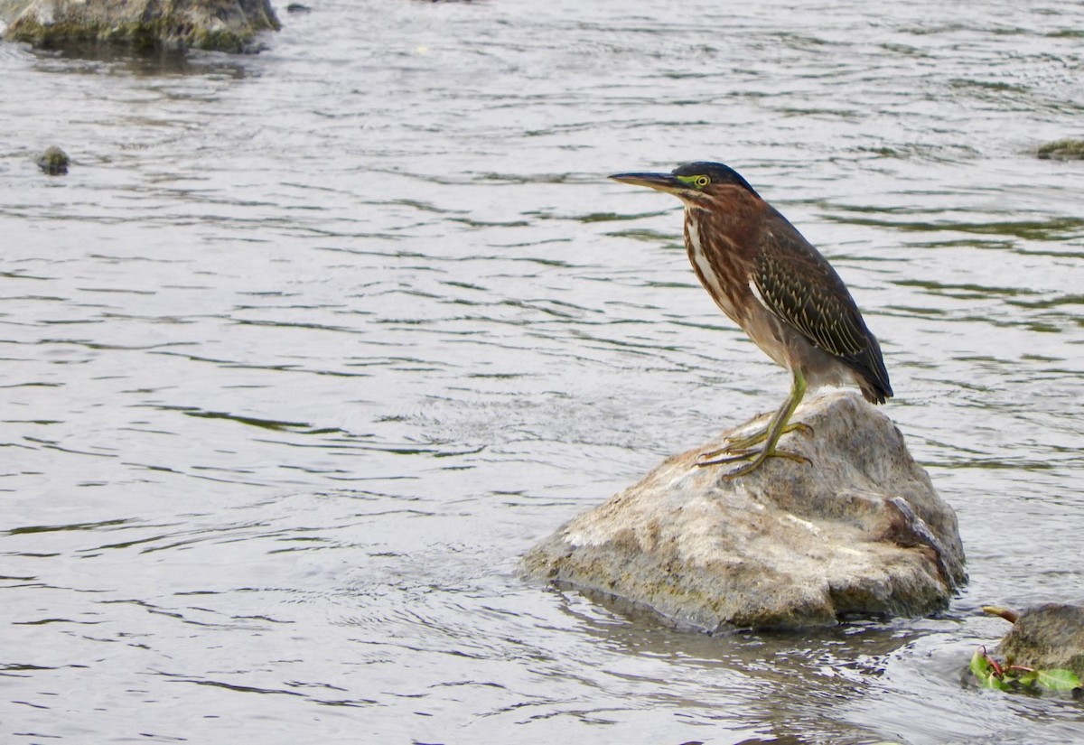 Green Heron - ML176571261