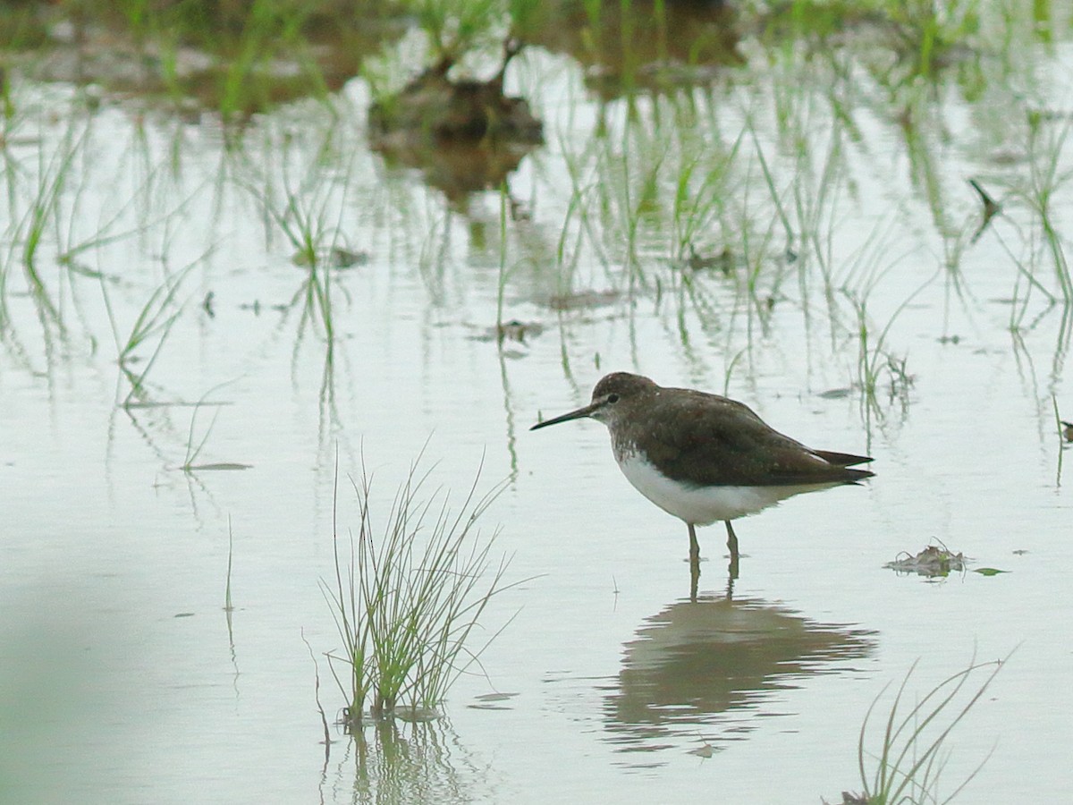 Green Sandpiper - Shekar Vishvanath