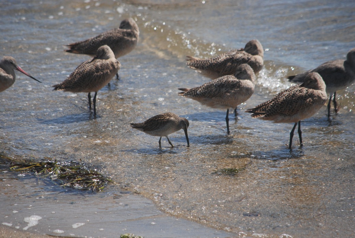 Long-billed Dowitcher - ML176572681