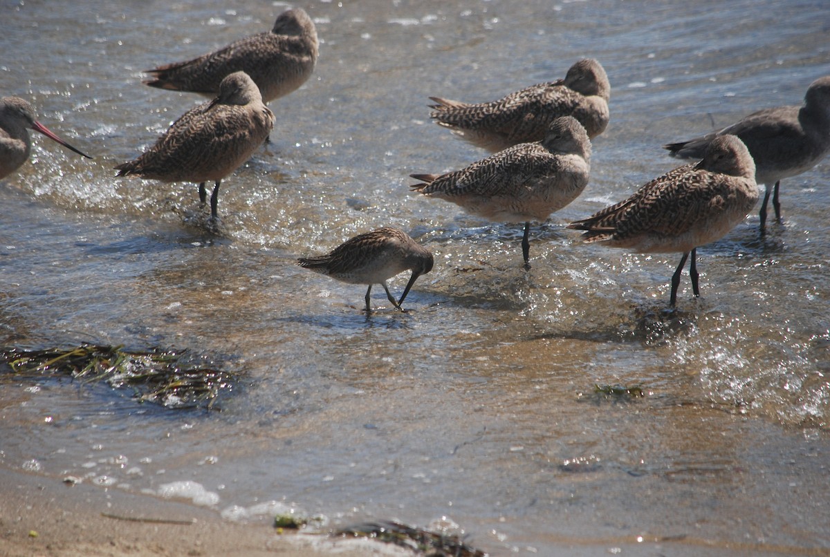 Long-billed Dowitcher - ML176572711