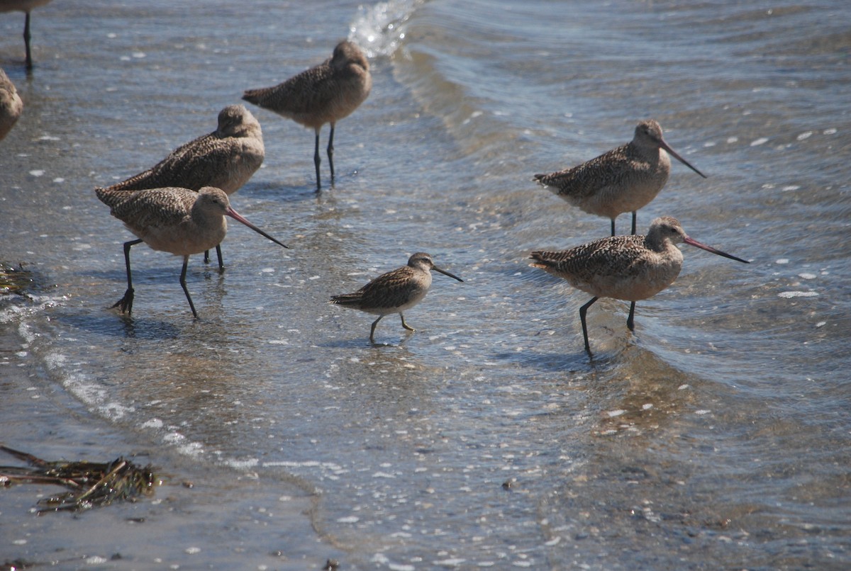 Long-billed Dowitcher - ML176572721
