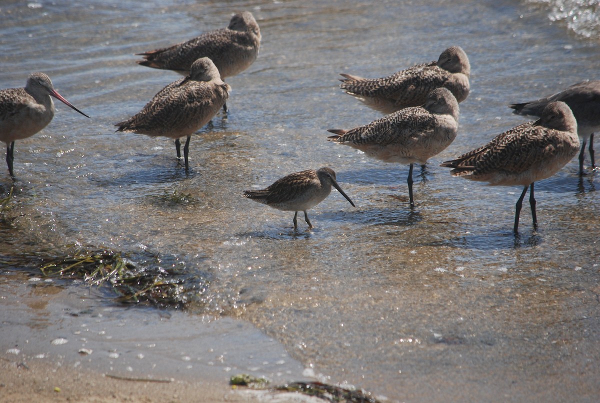 Long-billed Dowitcher - ML176572741