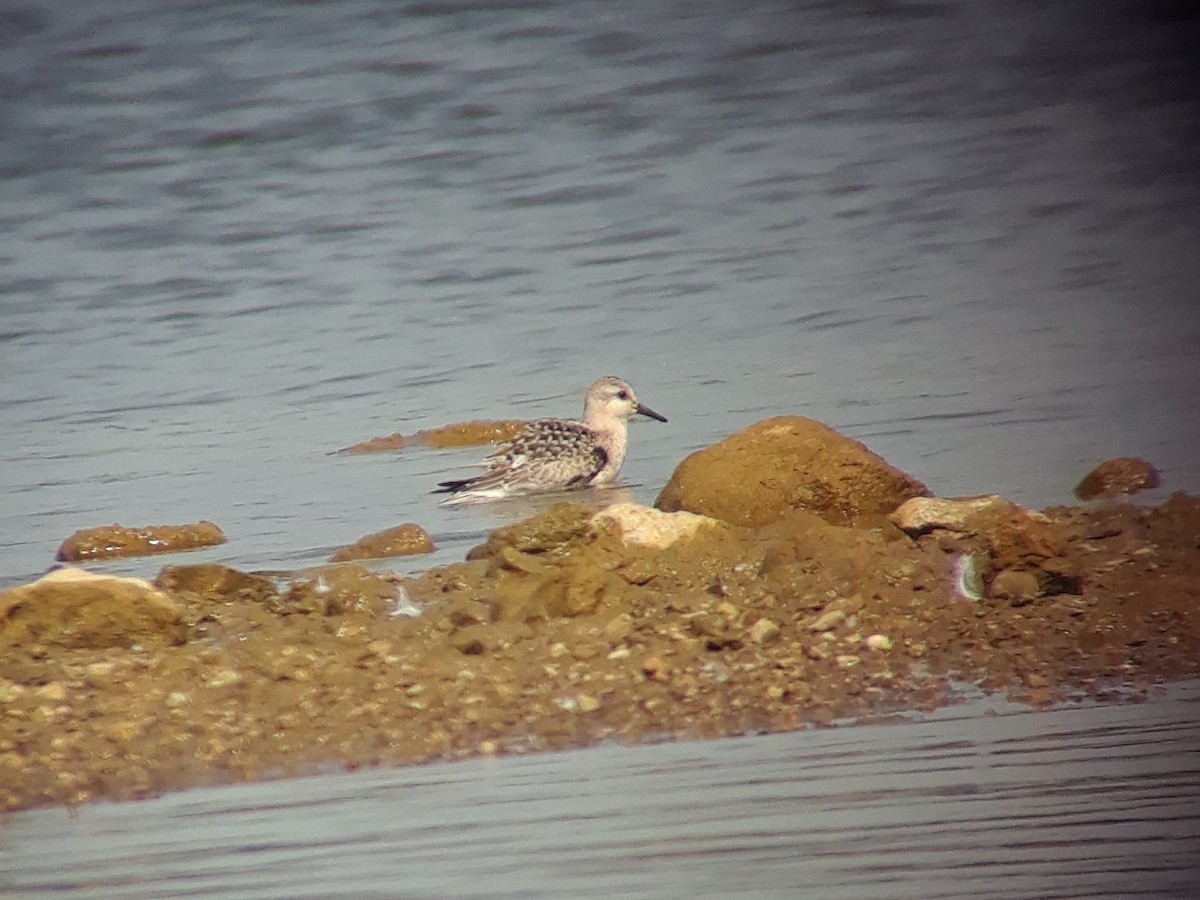 Sanderling - ML176573071