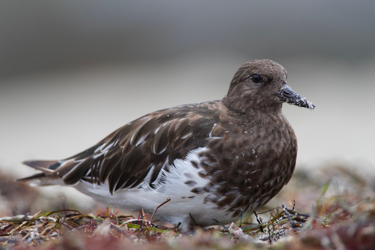 Black Turnstone - ML176574521