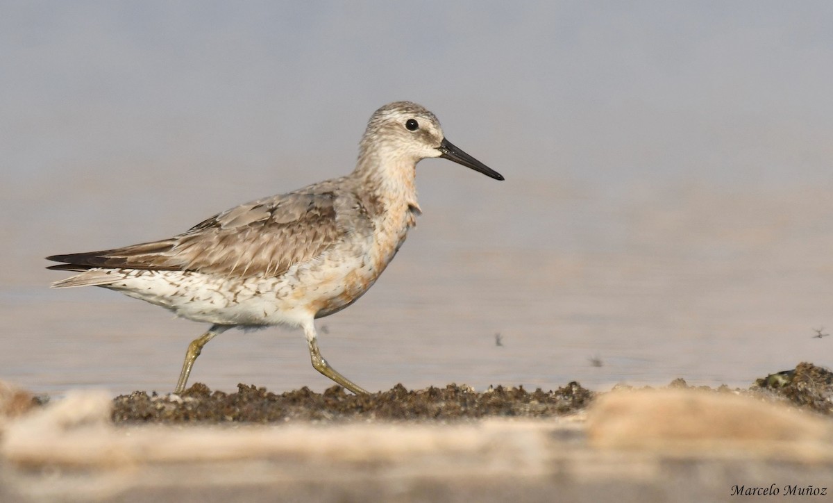 Red Knot - marcelo muñoz