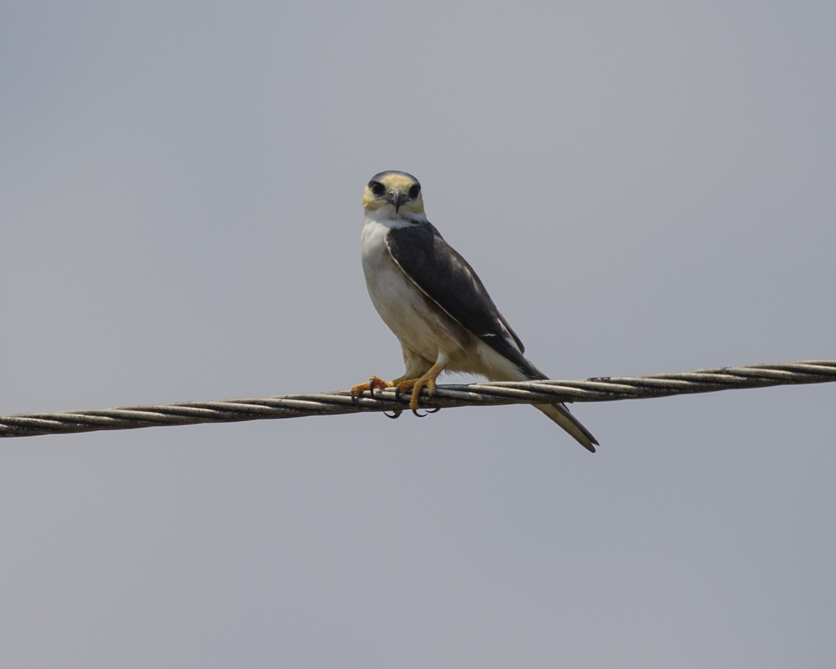 Pearl Kite - Silvia Faustino Linhares