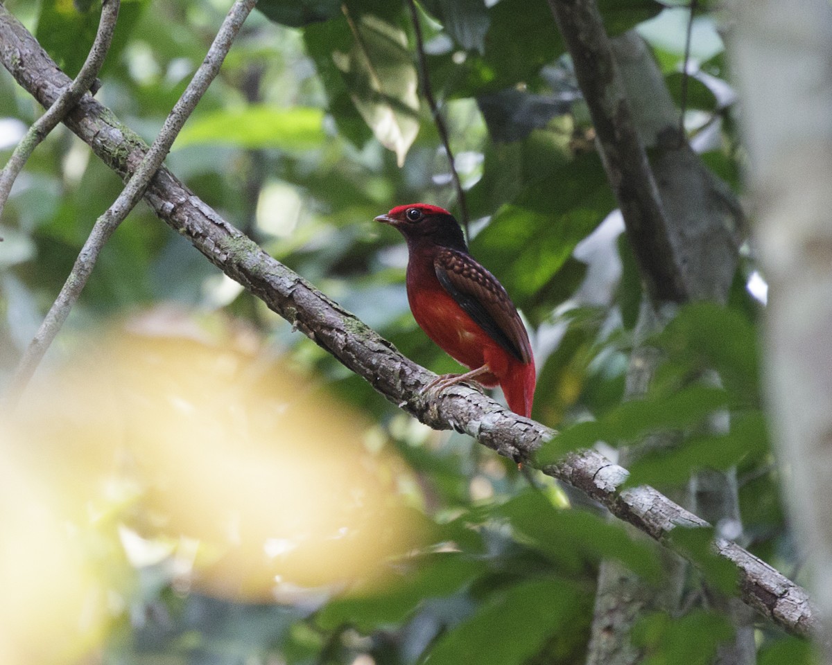 Guianan Red-Cotinga - Silvia F🪶 Linhares
