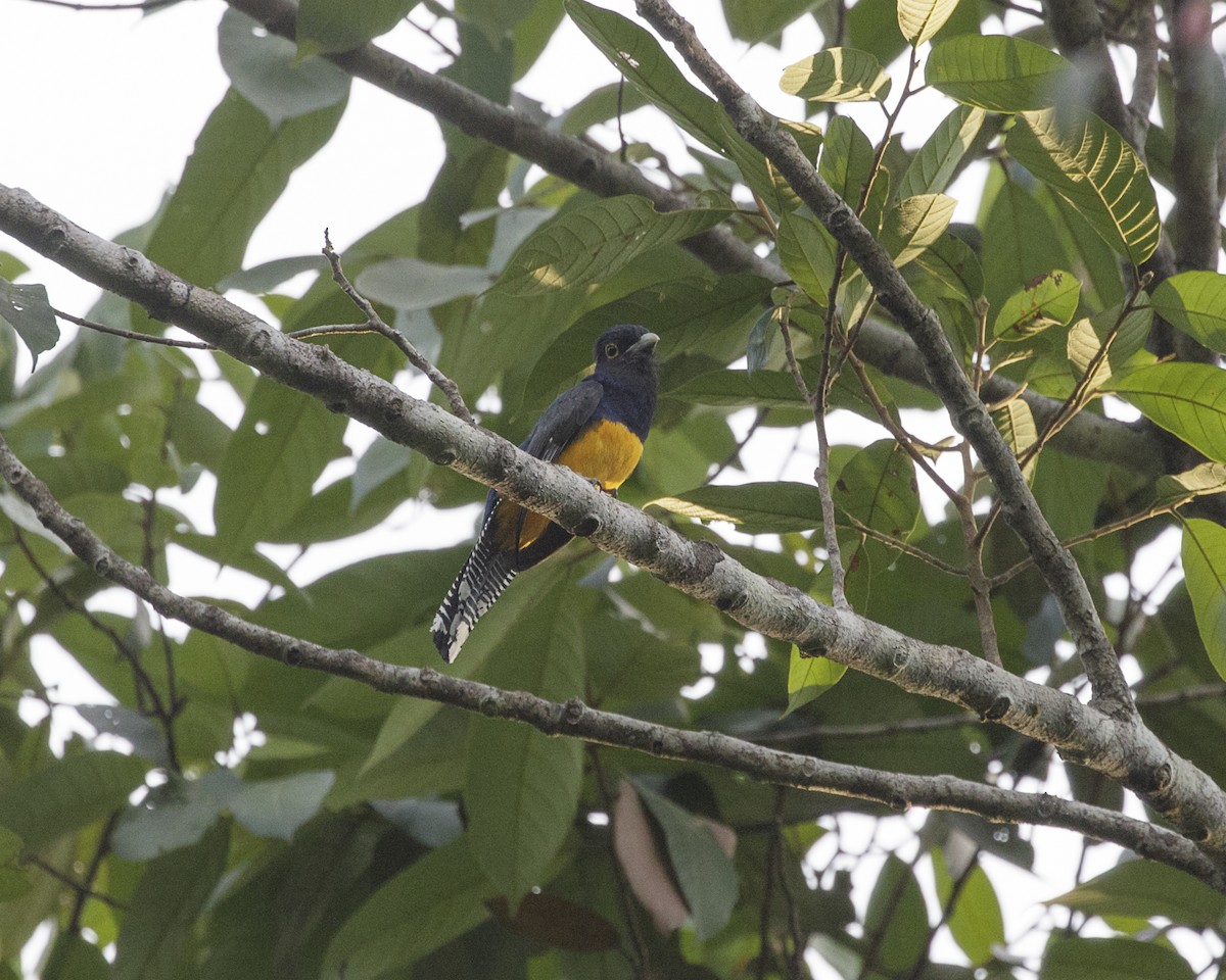 Guianan Trogon - ML176575201