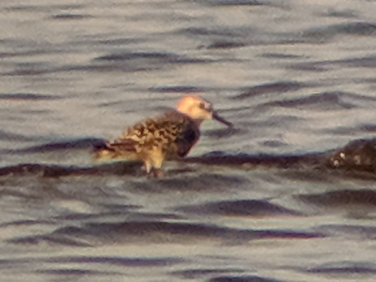 Sanderling - ML176575891