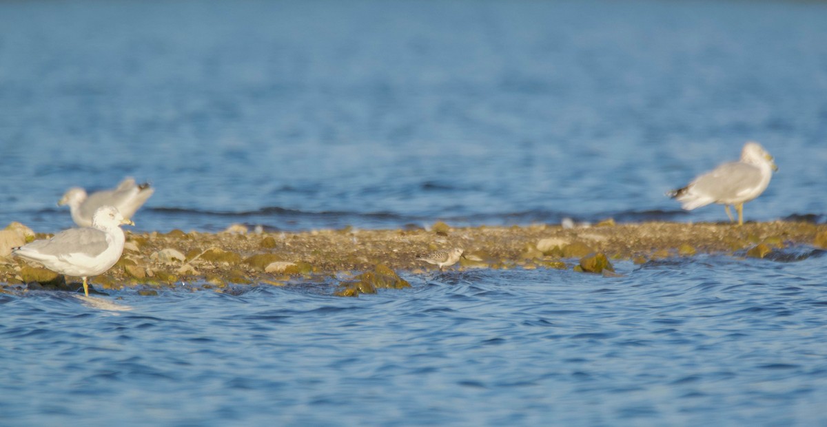 Sanderling - ML176577611