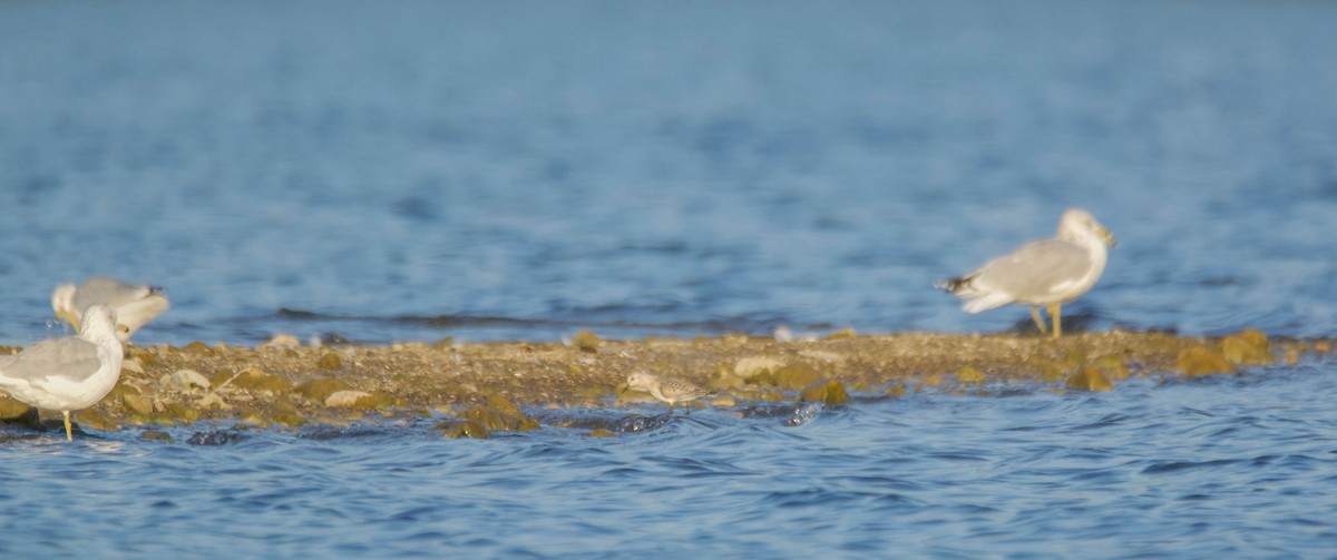 Sanderling - ML176577641