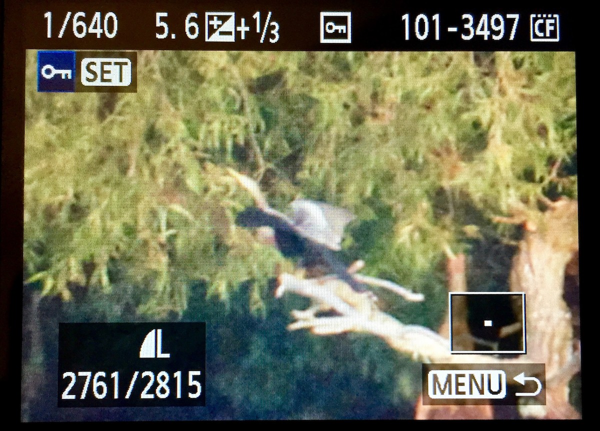 Anhinga - ML176579011