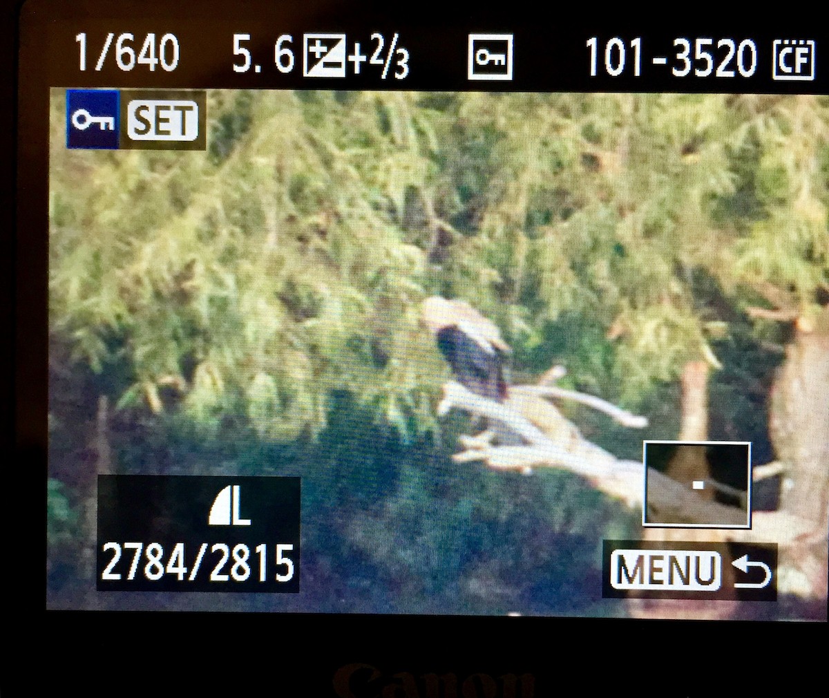 Anhinga - ML176579021