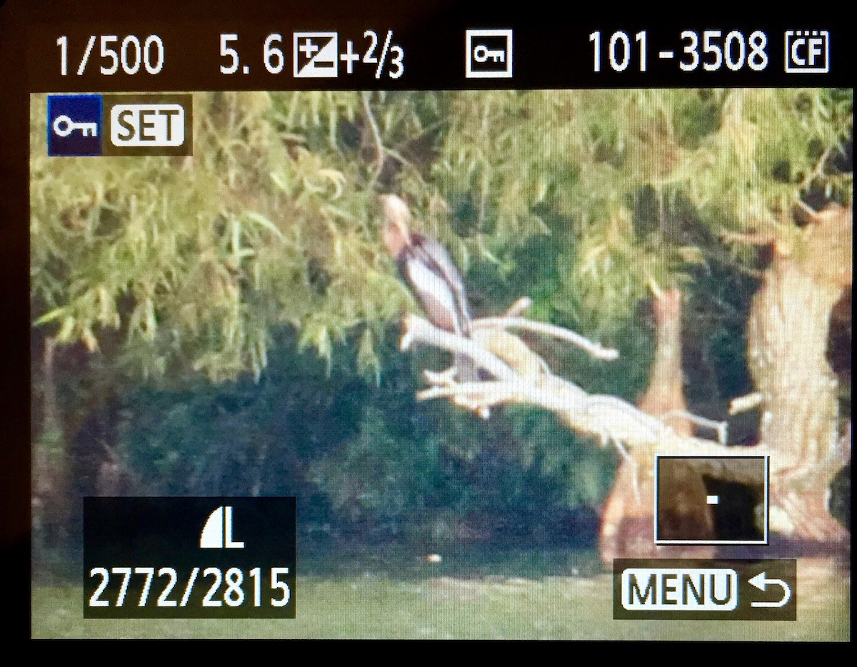 Anhinga - ML176579031