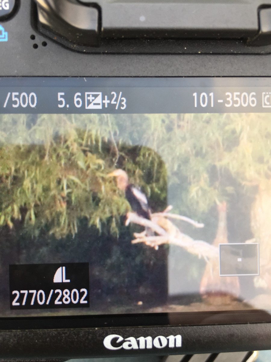 Anhinga - ML176579071