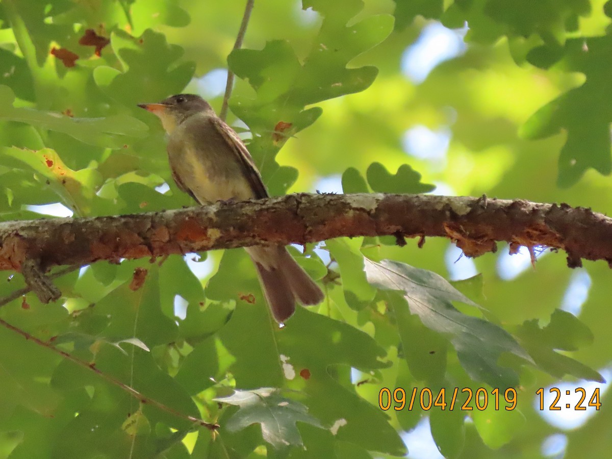 Eastern Wood-Pewee - Elizabeth Anderegg