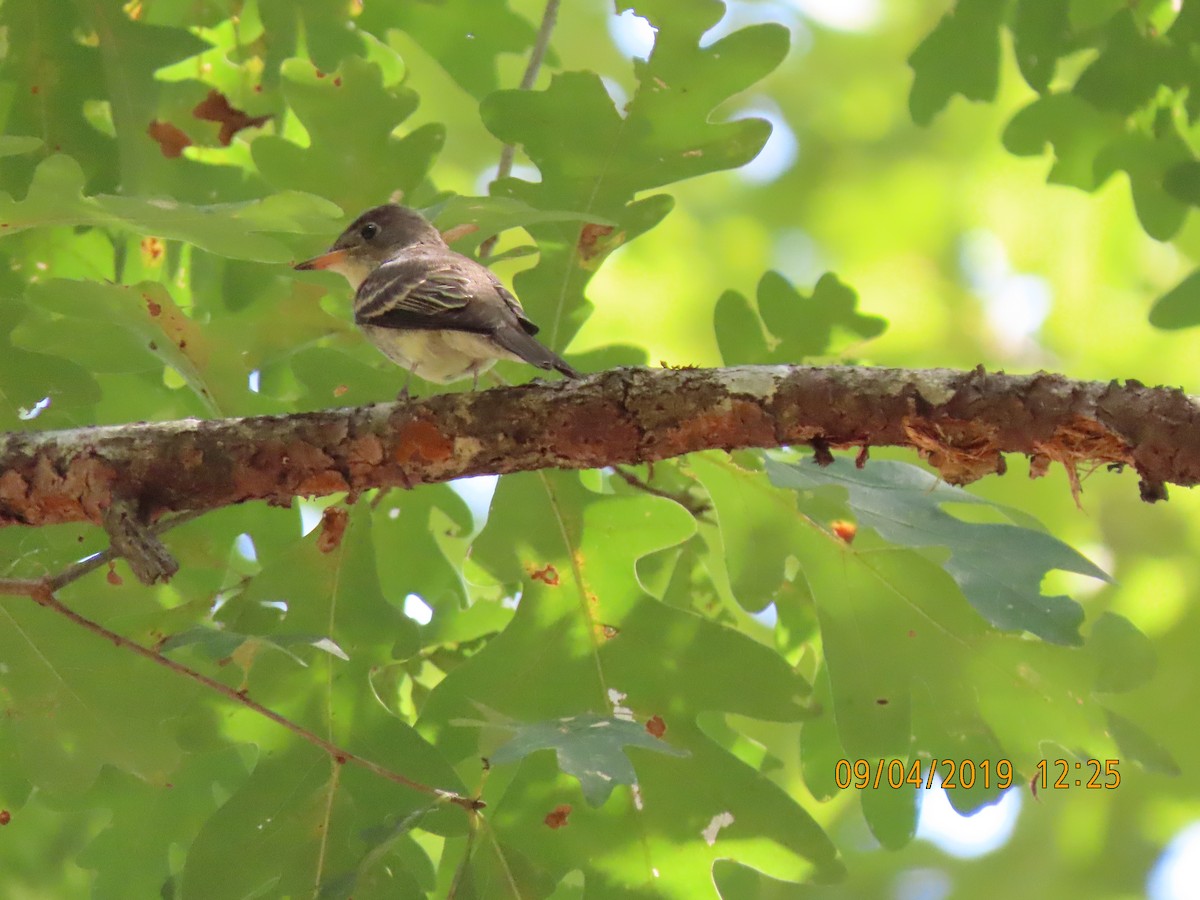 Eastern Wood-Pewee - ML176581611