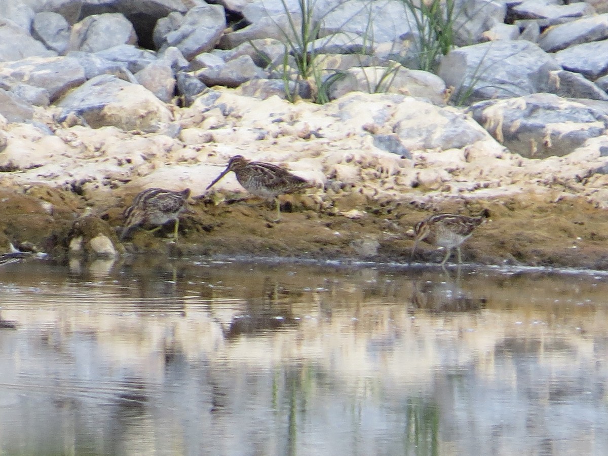 Wilson's Snipe - ML176581751