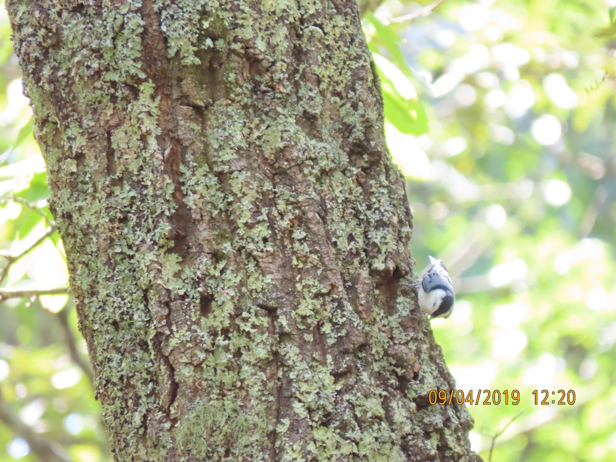 White-breasted Nuthatch - ML176581821