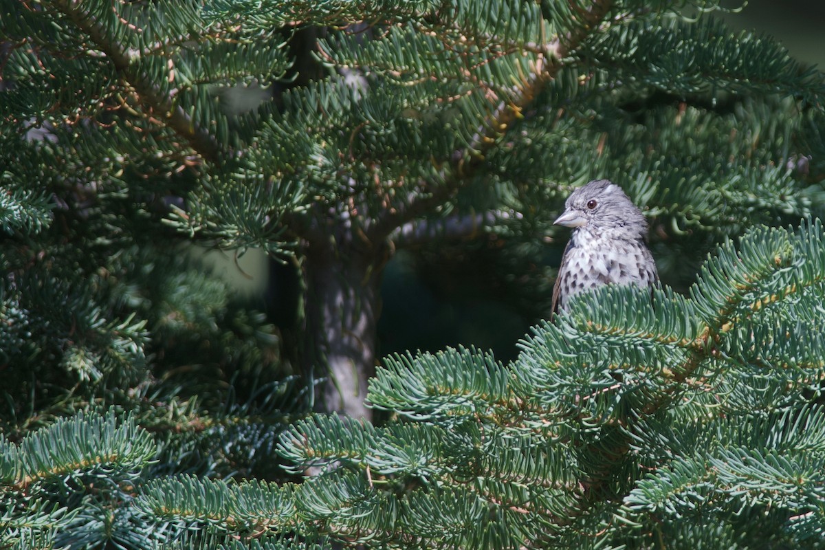 Fox Sparrow (Thick-billed) - ML176582121