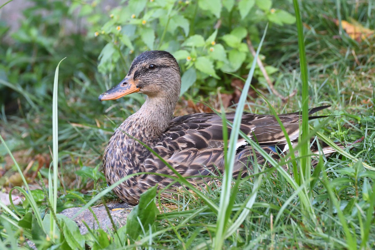 Canard colvert - ML176582161