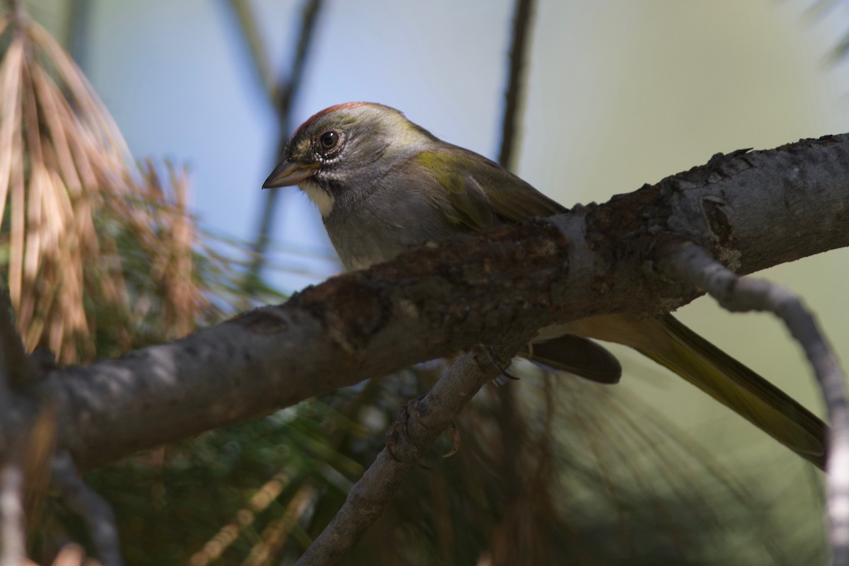 Green-tailed Towhee - ML176582421