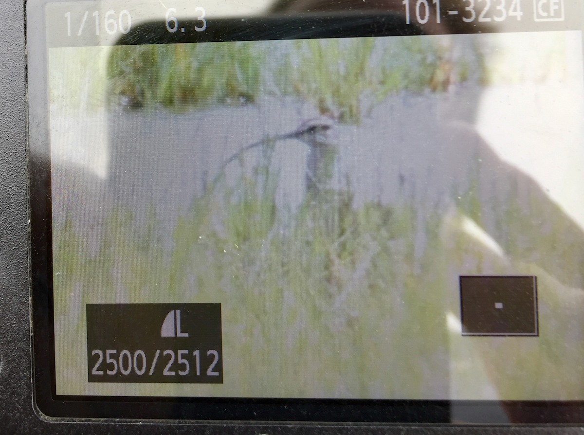 Chiurlo piccolo americano - ML176582571