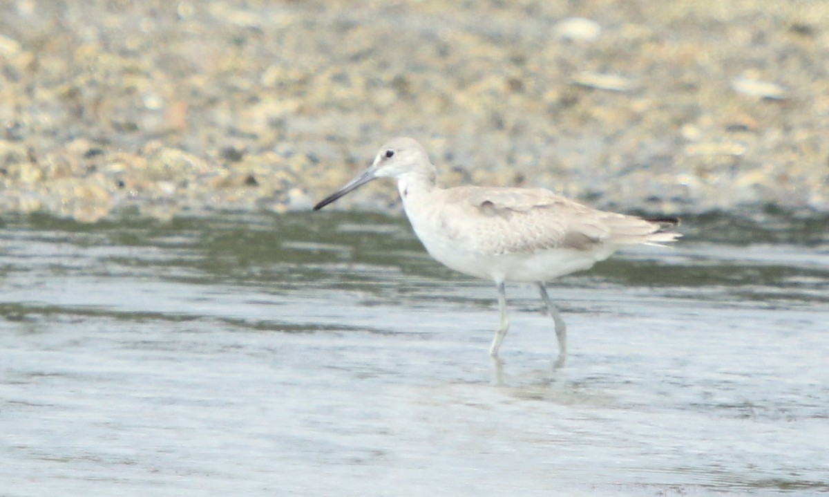 Willet (Western) - ML176583561