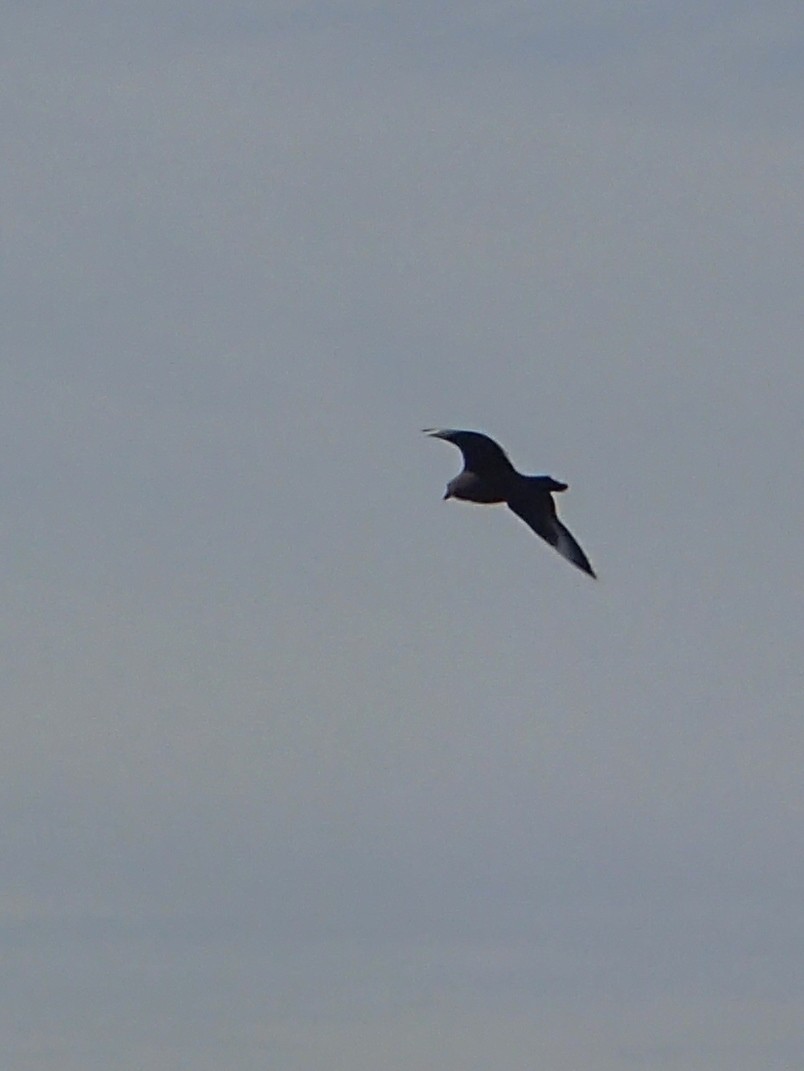 Great Skua - ML176583931