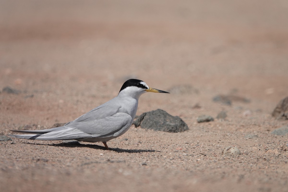 Peruvian Tern - ML176584411