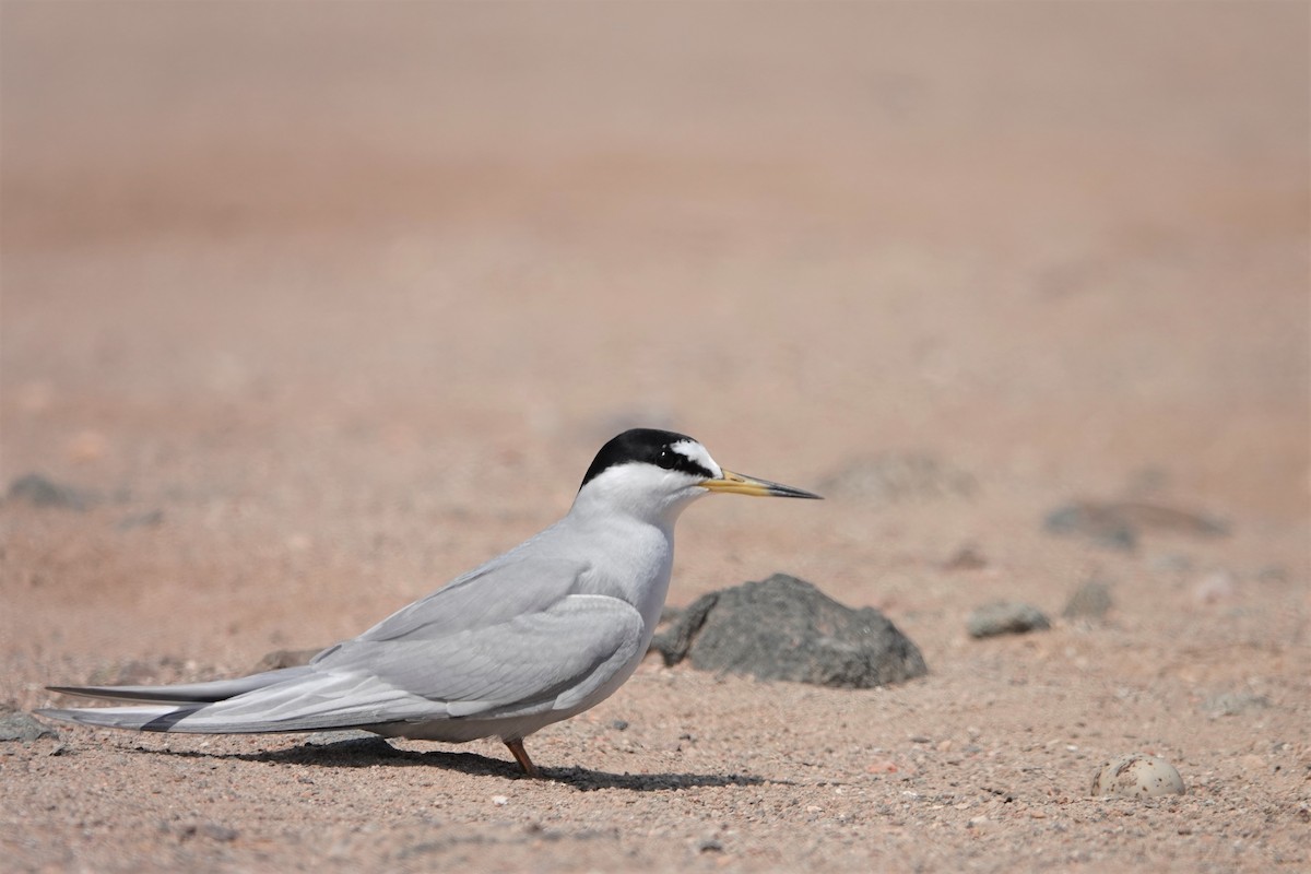 Peruvian Tern - ML176584421