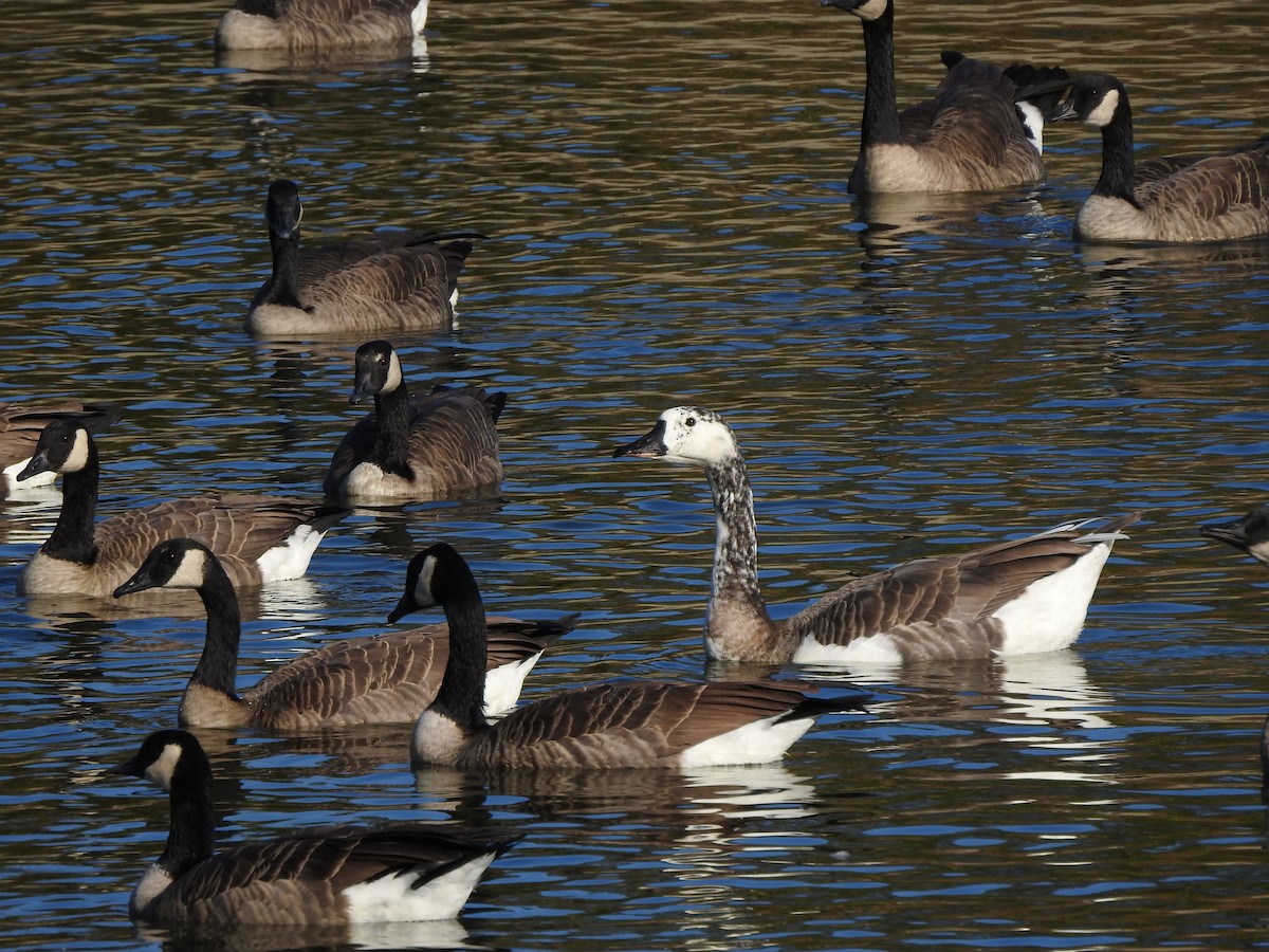 Swan x Canada Goose (hybrid) - Jody  Wells